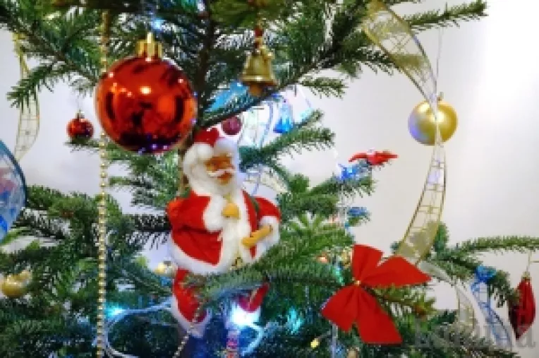 Bradul de Craciun de la ROMSILVA costa la fel ca anul trecut:  intre 10 si 30 de lei, in functie de specie si inaltime