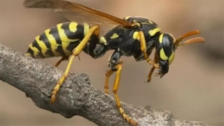 Cat de periculoase sunt intepaturile de viespi si de albine si cum trebuie tratate