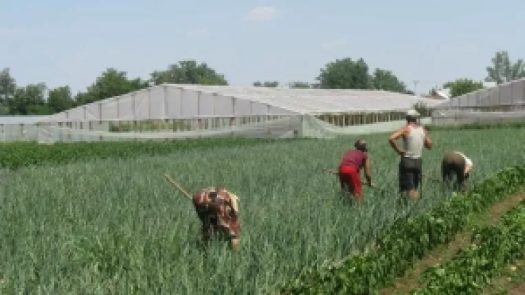 Fermierii garanteaza cu certificate de depozit