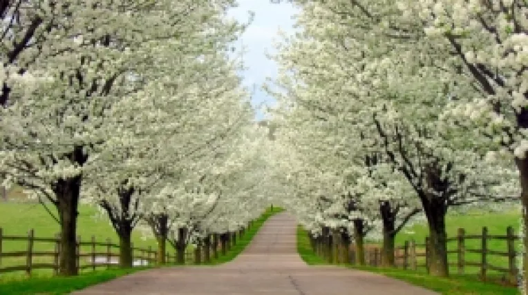 Prognoza meteo pentru urmatoarele doua saptamani:  Cu 5 grade Celsius peste normalul perioadei si ploi moderate cantitativ 