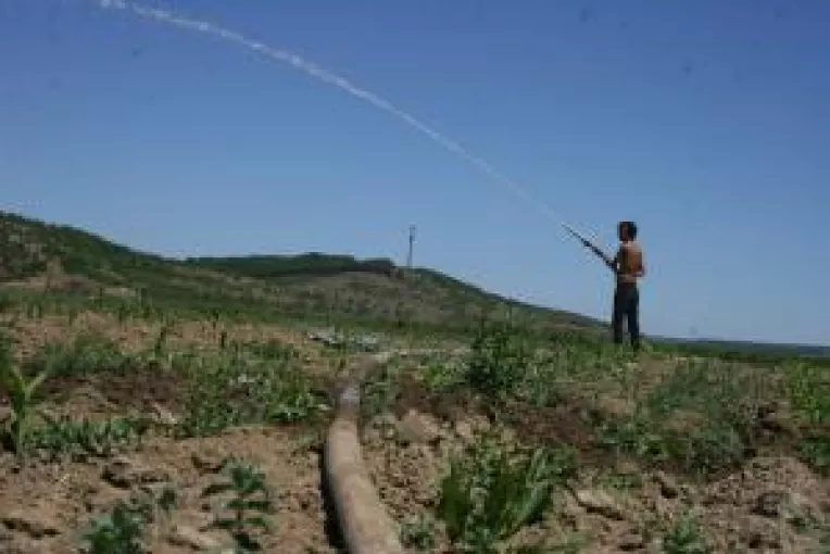 Seceta isi arata coltii